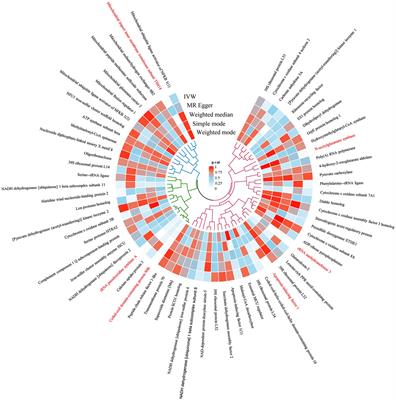 Causal relationship between mitochondrial-associated proteins and cerebral aneurysms: a Mendelian randomization study